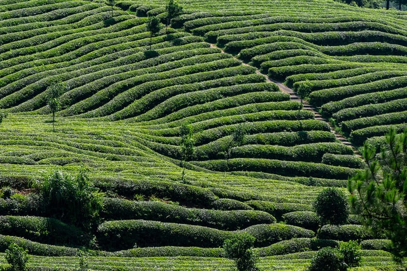 Exotic Tea